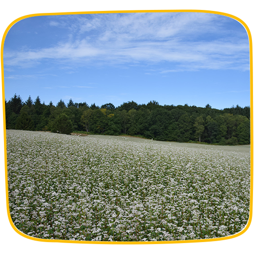 ferme bio sarrasin