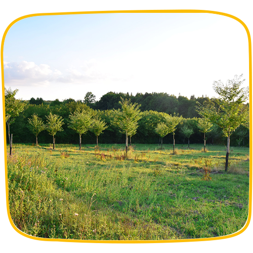 ferme bio agroforesterie