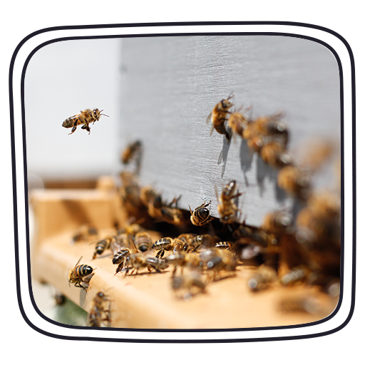 ferme bio - apiculture