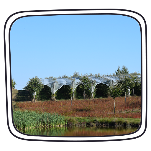 ferme bio - lac et agroforesterie