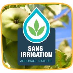 sans irrigation